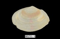 藏品(櫻蛤)的圖片